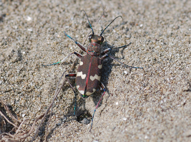 cicindela sconosciuta: Cicindela (Cicindela) hybrida